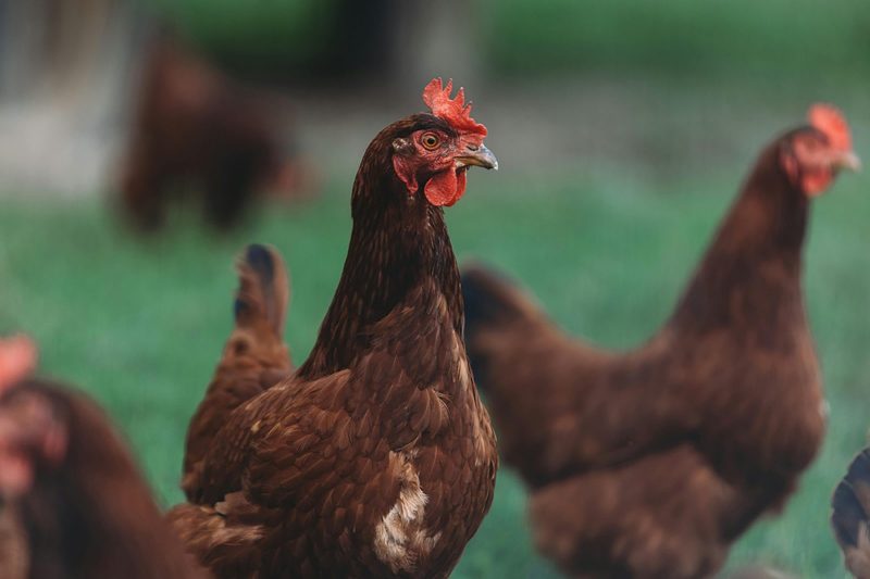Avian Influenza